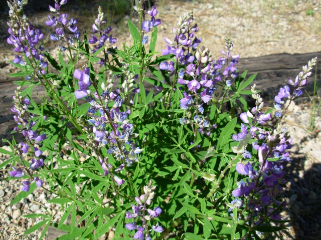 Summer '06 Sunriver 327 